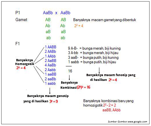 AABB генотип. AABB число гамет. AABB сколько гамет.